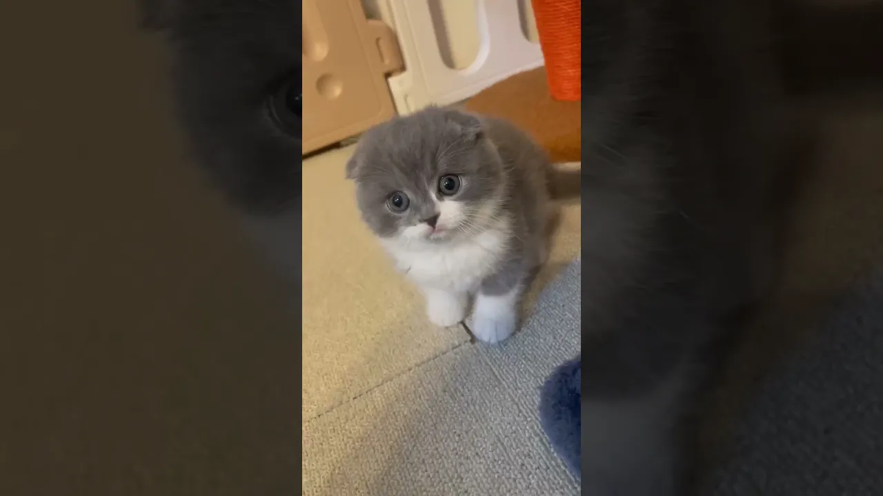 動画