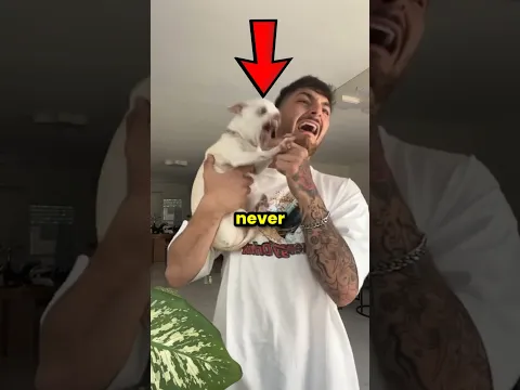 Never Get a Chihuahua Like This 🐕
