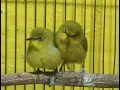 masteran pleci mix terapi air