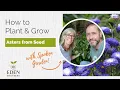Download Lagu How to Plant and Grow Asters from Seed