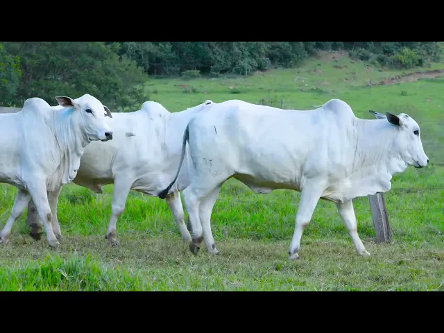 3 Matrizes Nelore P.O.