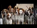 Know Moore Blessing of the Hounds