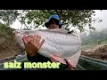 Download Lagu Patin sangkar liar size monster