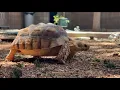 Tortoise buyer raises concerns over online purchase from Ramona seller