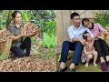 Download Lagu Harvesting Ginger to Sell at the Market - Cooking - Living With Nature | Lý Phúc An
