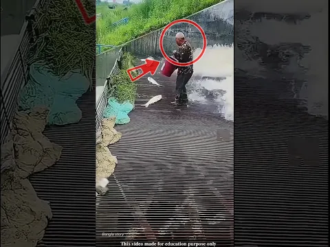 The man retrieved the fish caught in the weir and filled the bucket|#shortvideo