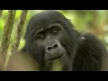Gorilla Mating Mountain Gorilla BBC Earth