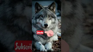 تفسير رؤية الذئب في المنام 