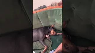 #fyp #dream #pets #doberman #vlog