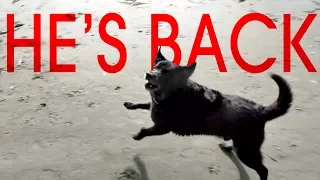 Champ is Back – Sink or Swim 42