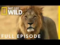 Download Lagu Lion Uprising: First Blood in the Fight for Territory (Full Episode) | Savage Kingdom