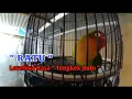 Download Lagu Lovebird isian Tengkek Buto full \