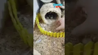 بيض دجاج صغير 