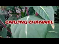 Download Lagu MANTAAP,,,,belajar edit video otodidak,,,