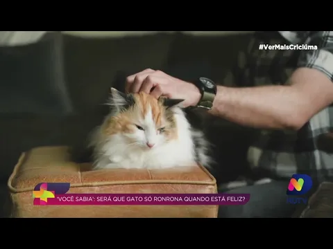 Você Sabia: por que os gatos ronronam?