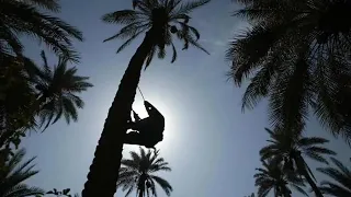 مادام وردك ذبل كريم منصور 