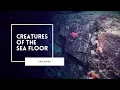 Exploring Life on the Deep Sea Floor