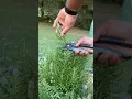 Download Lagu Harvesting rosemary. #herbs #homegarden