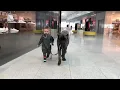 cane corso in shopping center with baby