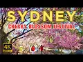 Download Lagu [4K] WALKING SYDNEY CHERRY BLOSSOM FESTIVAL AT AUBURN BOTANIC GARDEN AUSTRALIA.