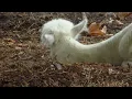 Khruangbin - Two Fish and an Elephant (Unofficial Music Video)