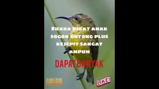 Download suara pikat anak sogon plus kejepit sangat ampuh MP3