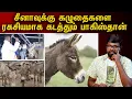 Download Lagu The Secret Life of Donkeys 🐴 | அதிர்ச்சி தரும் உண்மைகள் | Ondiya Uirinam - Ep - 54 | Big Bang Bogan