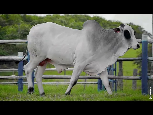 Touro Nelore SGN - 2585