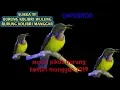 Download Lagu SUARA PIKAT KOLIBRI KELAPA JERNIH | KOMBINASI SUARA KOLIBRI KELAPA RIBUT