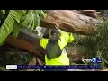 Chainsaw didn t work Daughter rescues mother after tree falls on home