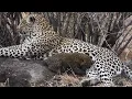 Download Lagu Basile (our resident leopardess) with her cub mid-feed.