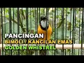 Download Lagu PANCINGAN BURUNG BIMOLI / KANCILAN EMAS YANG MANDEK AGAR CEPAT BUNYI