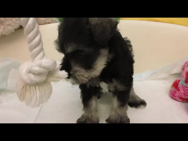 動画