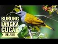 🔴BURUNG LANGKA CUCAK KELABU GACOR