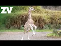 Baby giraffe zoomies