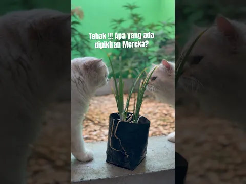 Selucu itu kalian Meng 🤭 video kucing lucu gemes