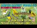 Download Lagu AMPUH SUARA PIKAT UNTUK SEMUA BURUNG KECIL DIJAMIN PANEN