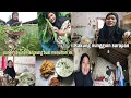 Download Lagu Panen gambas dan bayam petik langsung di bobor || lanjut temani kakung sarapan || Mbak iti vlog