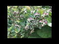 Welcome to the Berry Patch