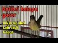Download Lagu Sangat Ampuh Bikin Korlap Lain Gacor - Pancingan Kolibri Kelapa Gacor