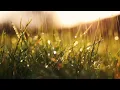 Download Lagu Relaxing Music Dengan Suara Hujan dan Piano ~ Membantu Saat Belajar, Tidur, Ketenangan dll