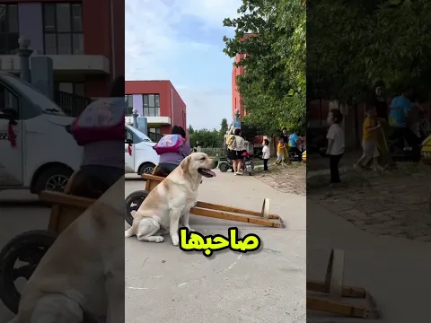 بص الكلب ده أوفى صديق للمدرسة! 🥹