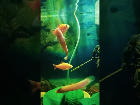 EasiestFishToKeep #aquascapegallery #aquascapelowtech #ytshorts
