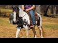 Madalyn - Platinum Equine Auction