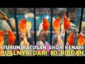 Lagu MELIMPAH !!! RATUSAN EKOR KENARI WARNA DIJUAL DARI 80 RIBUAN BEBAS PILIH KELAMIN WARNA DI PB PRAMUKA