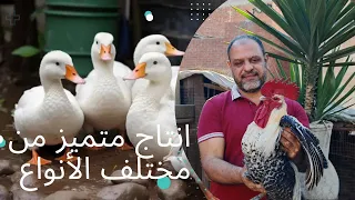 Moving Indian Ducks And Chickens And Goodbye To The Fayoumi Rooster 