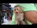 Mom Reapply medicine for new Baby Monkey