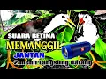 Download Lagu SUARA PIKAT BURUNG RUAK RUAK BETINA || SUPER AMPUH // SUARA JERNIH