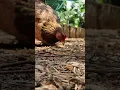Download Lagu Induk ayam memanggil anak-anaknya untuk makan - Suara ayam #shorts #suaraayam #ayam