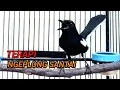 Download Lagu kacer dada hitam gacor ngeplong santai siang hari | cocok untuk terapy !!